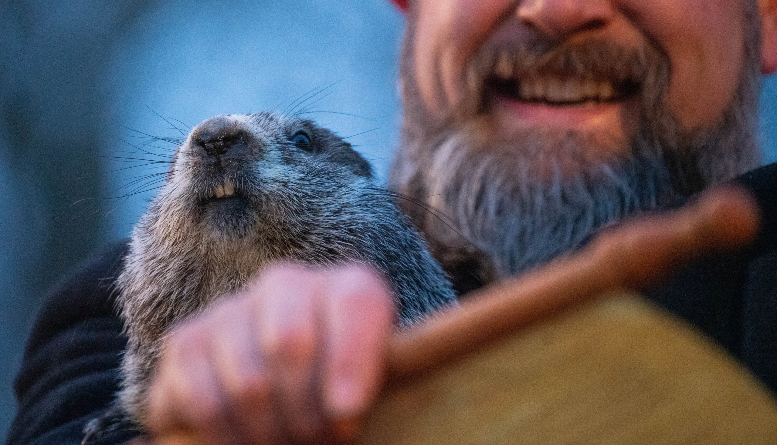 The History and Traditions of Groundhog Day iNostalgia